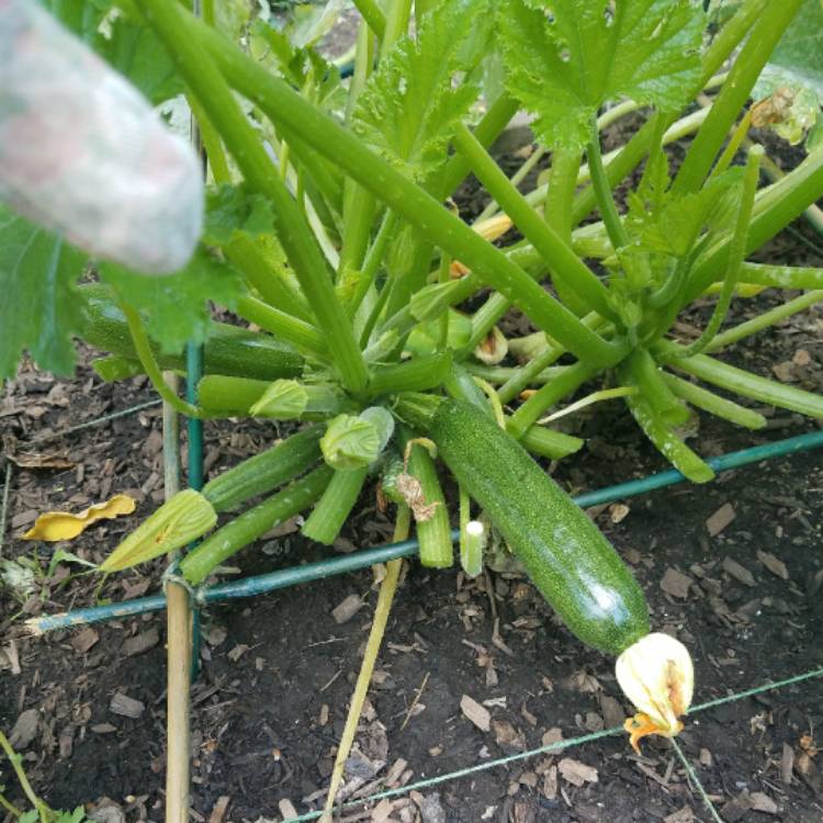 Plant image Cucurbita Pepo var. Cylindrica 'Contender'