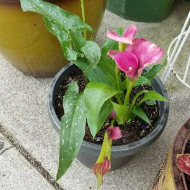 Zantedeschia rehmannii