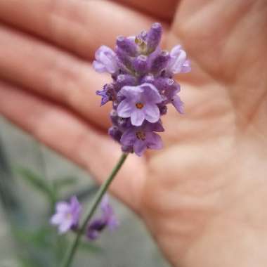 Lavandula