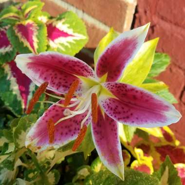 Lilium 'Star Gazer' syn. Lilium 'Stargazer'