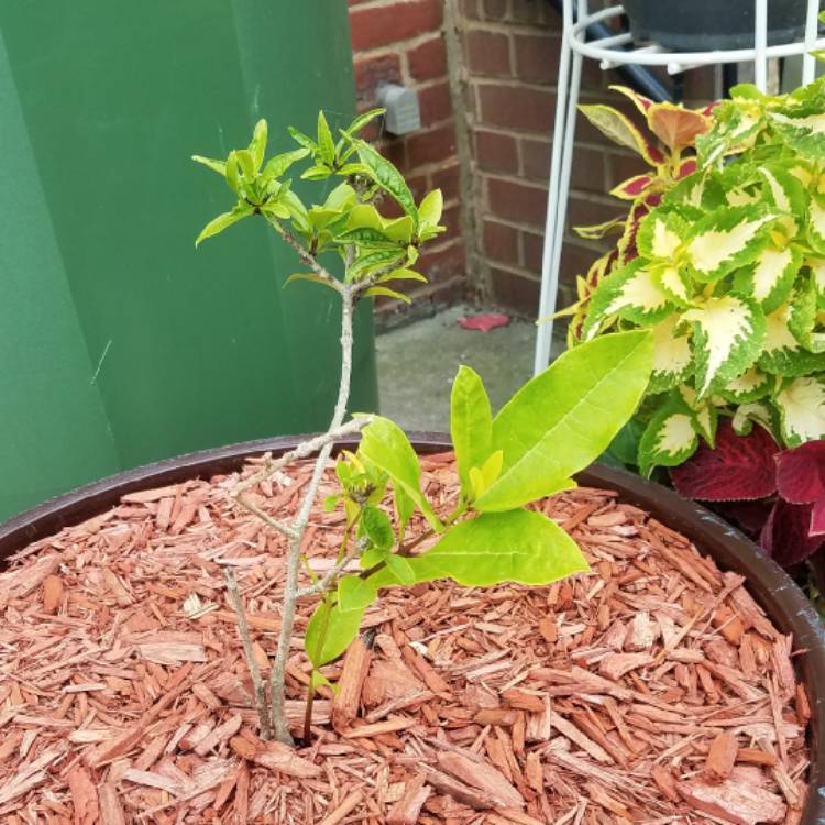 Plant image Chionanthus virginicus