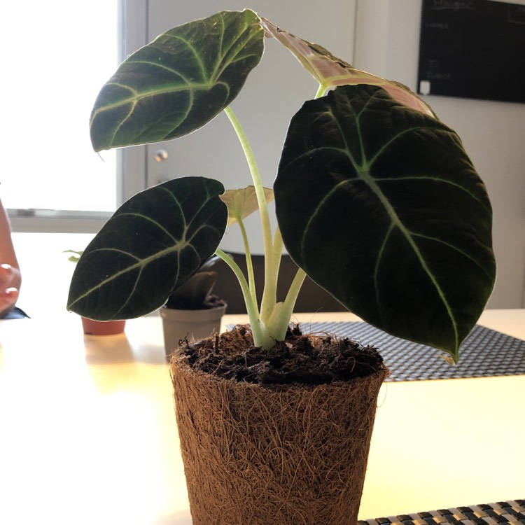 Plant image Alocasia reginula