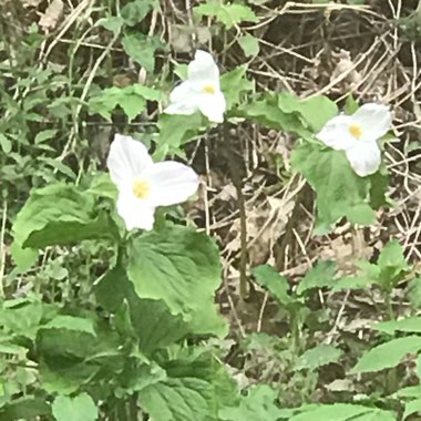 Trillium grandiflorum