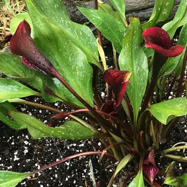 Zantedeschia 'Black Star'