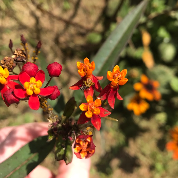 Plant image Asclepias curassavica 'Monarch Promise'