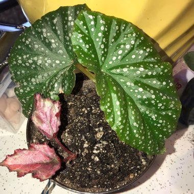 Begonia (Cane Stemmed)