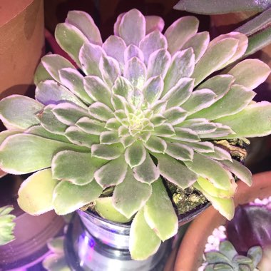 Aeonium Emerald Ice