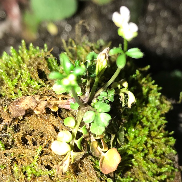 Plant image Cardamine hirsuta