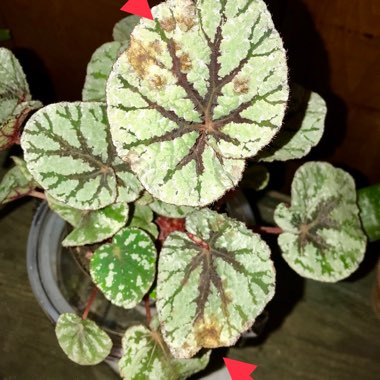 Begonia (Rex Cultorum Group)  syn. Begonia rex