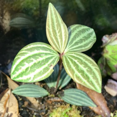 Peperomia puteolata