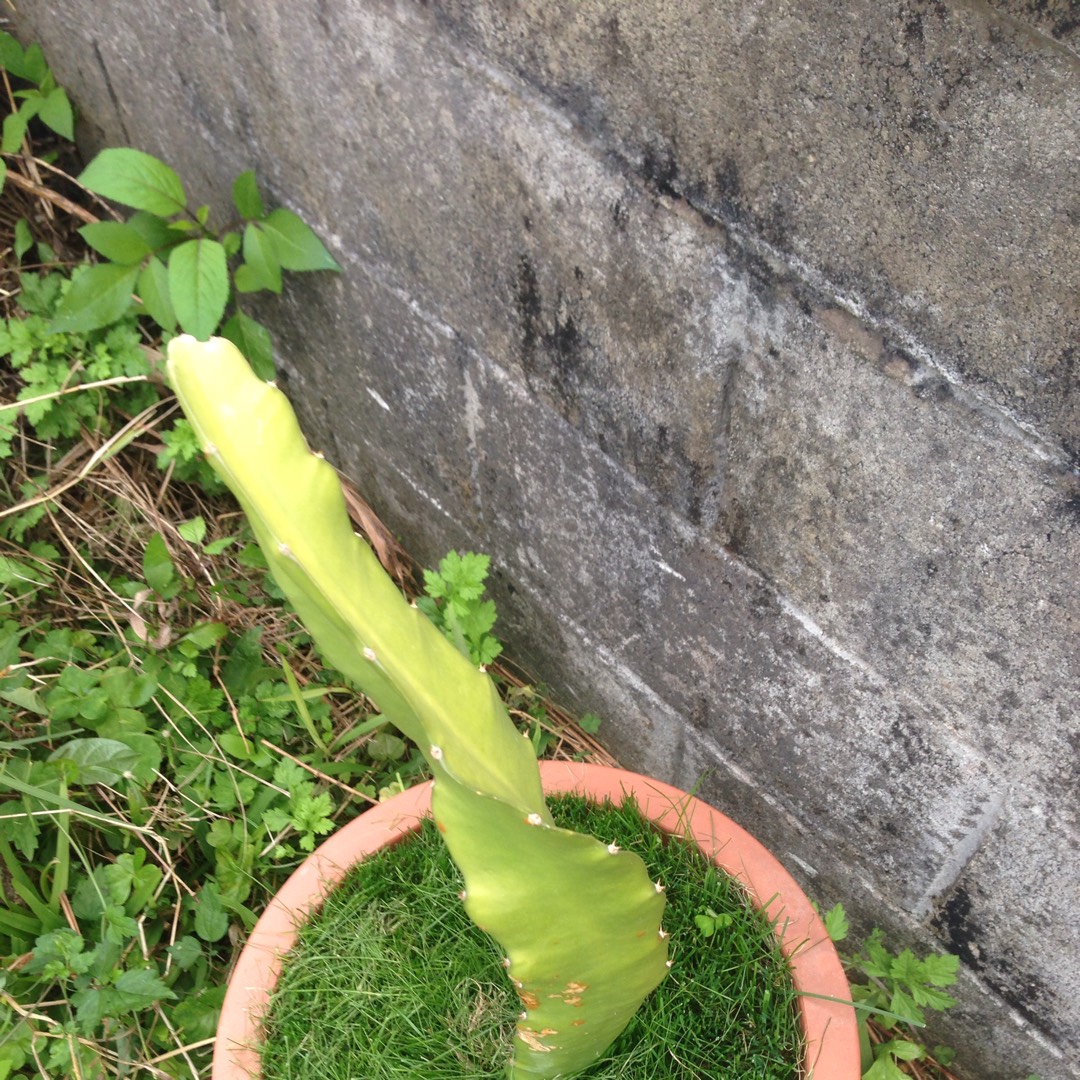 Dragon Fruit Cactus