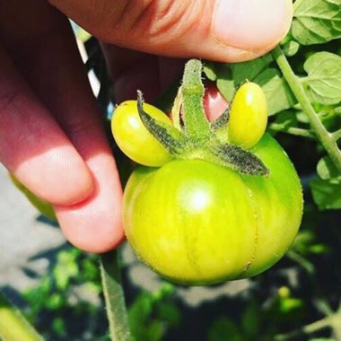 Solanum lycopersicum  syn. Lycopersicon lycopersicum