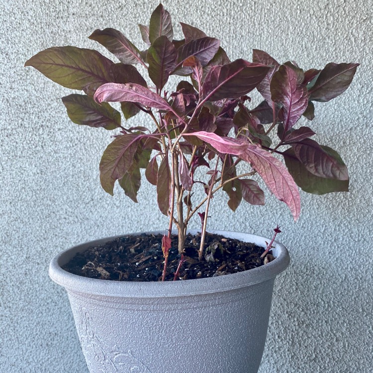 Plant image Fuchsia 'Firecracker'