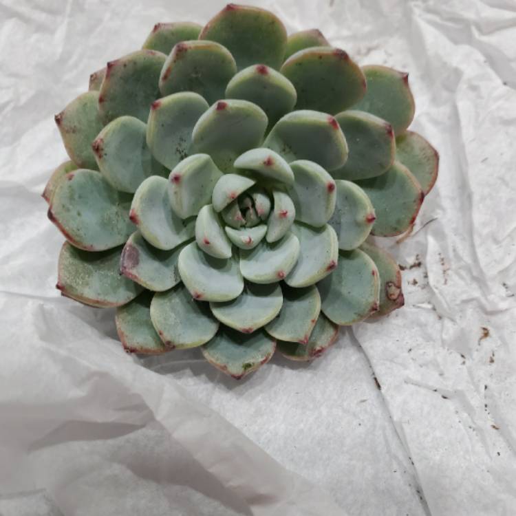 Plant image Echeveria Colorata