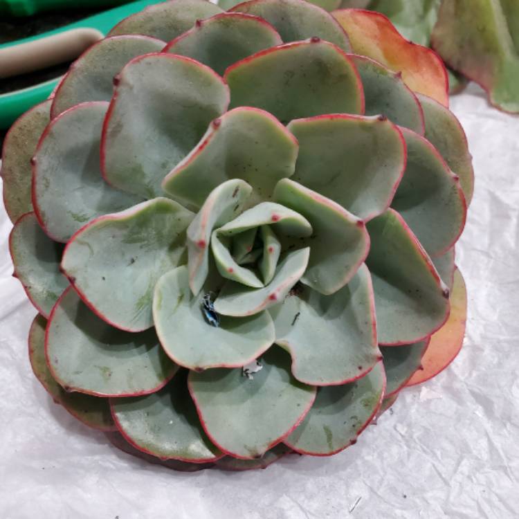 Plant image Echeveria Atlantis