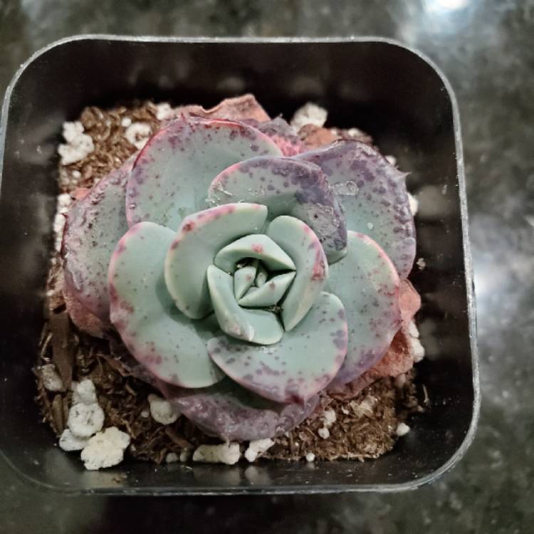 Plant image Echeveria Atlantis