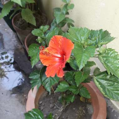 Red Hibiscus