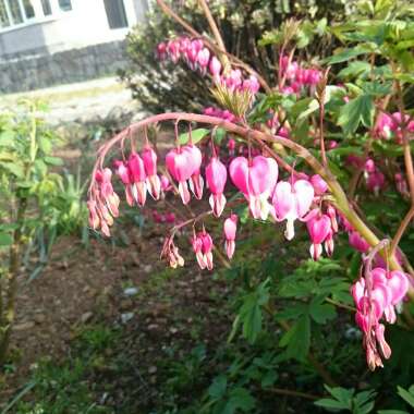 Bleeding Heart