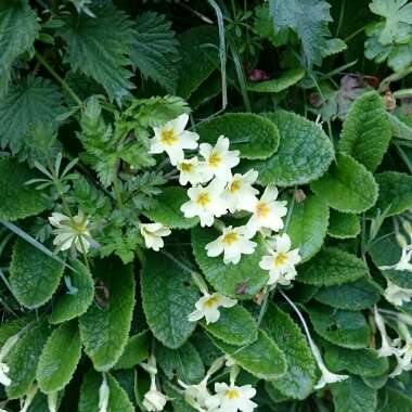 Native Primrose