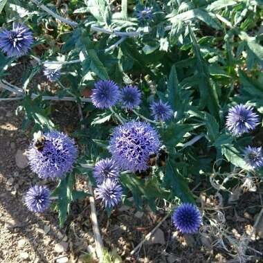 Echinops bannaticus 'Taplow Blue'