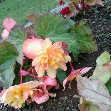 Tuberous Begonia 'Nonstop Mix'