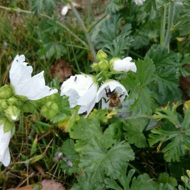 Terri's garden