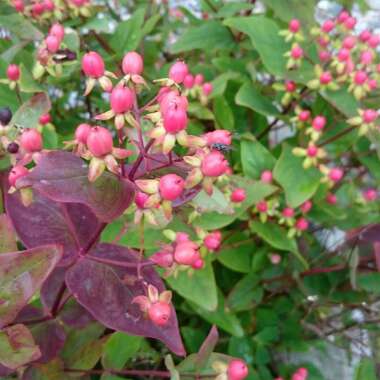 Hypericum 'Jacqueline'