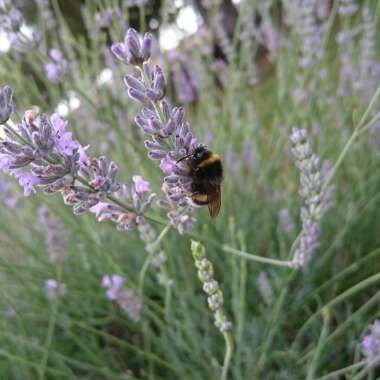 Lavender