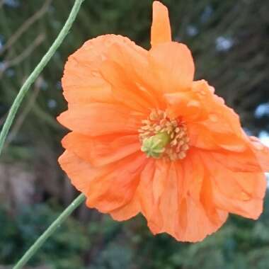 Welsh Poppy