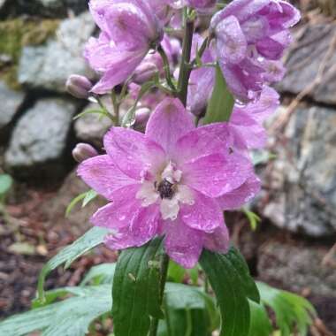 Delphinium 'Magic Fountains Cherry Blossom'