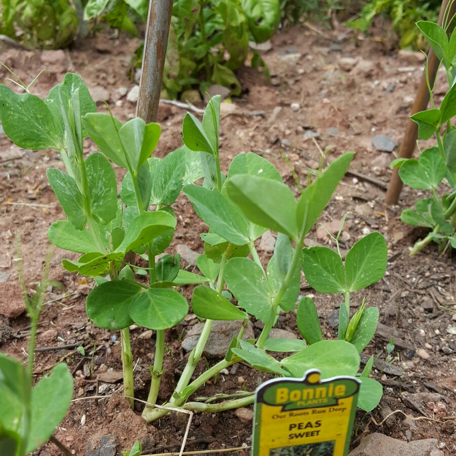 Sugar Snap Pea 'Delikett