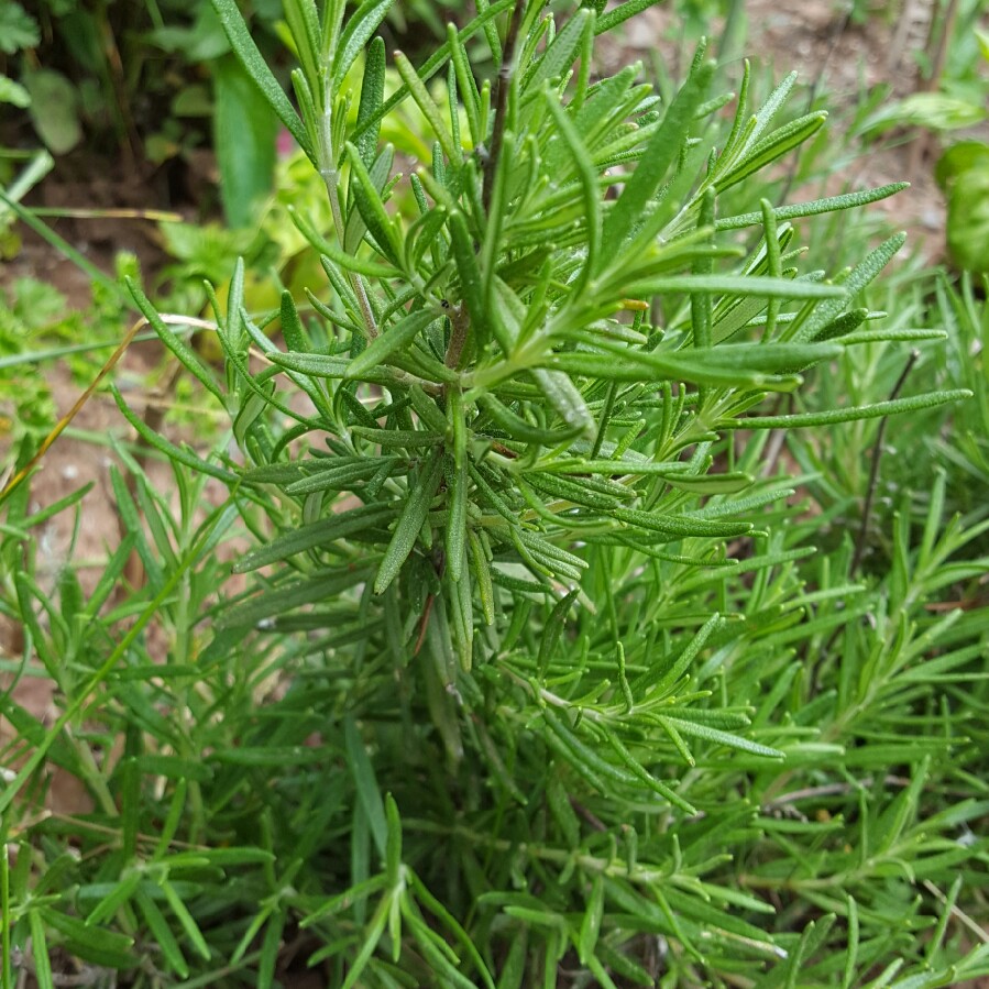 Rosemary