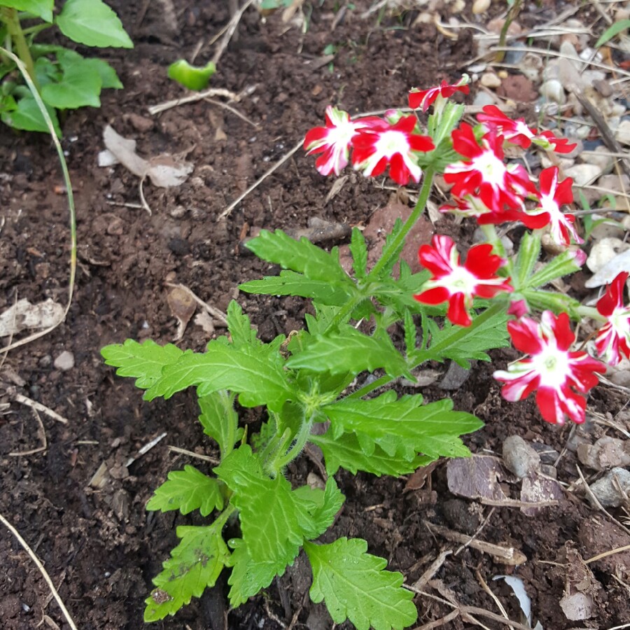 Verbena (Bedding)