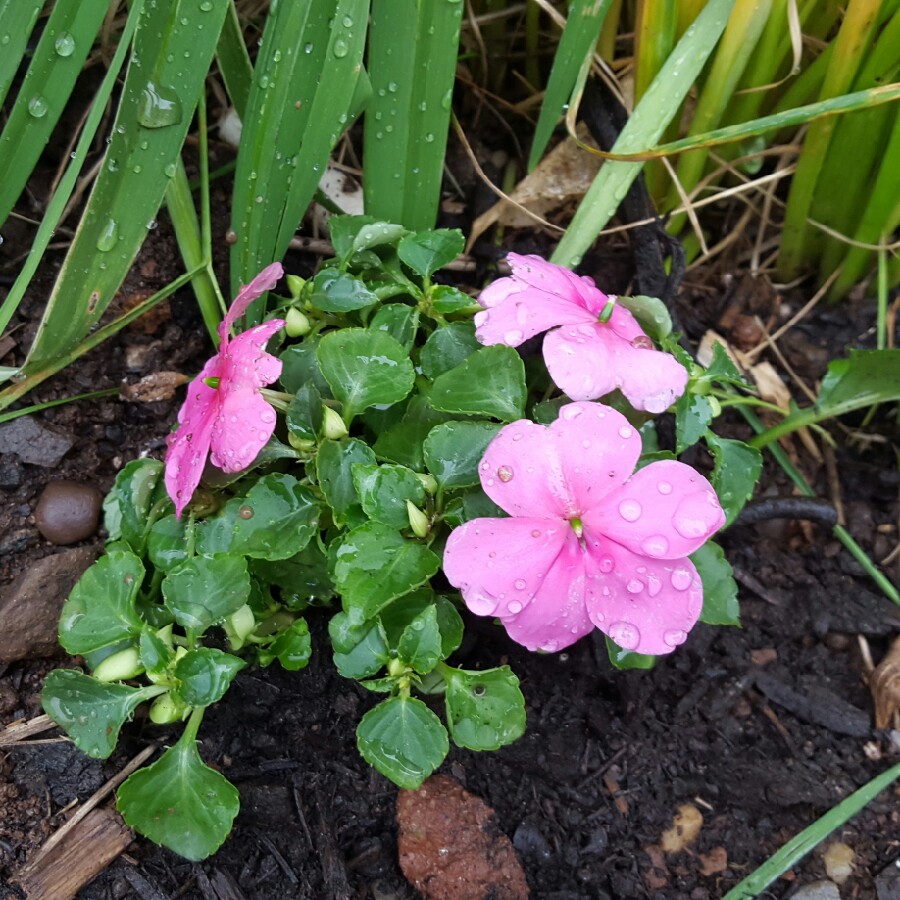 Greater Periwinkle