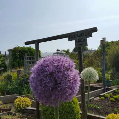 Allium 'Gladiator'