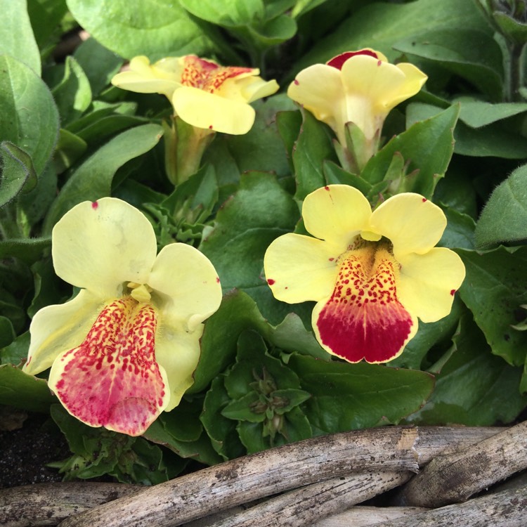 Plant image Mimulus luteus