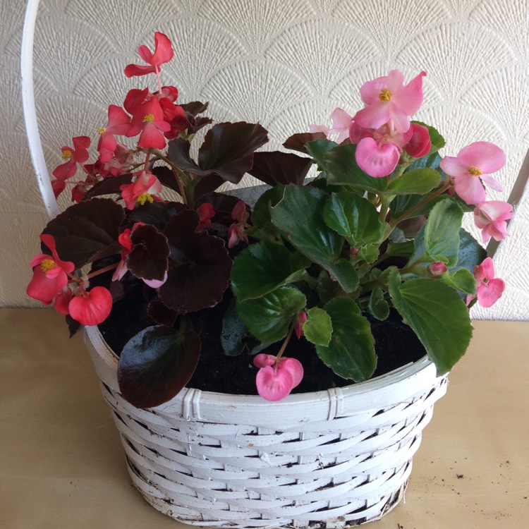 Plant image Begonia x hiemalis 'Blitz'