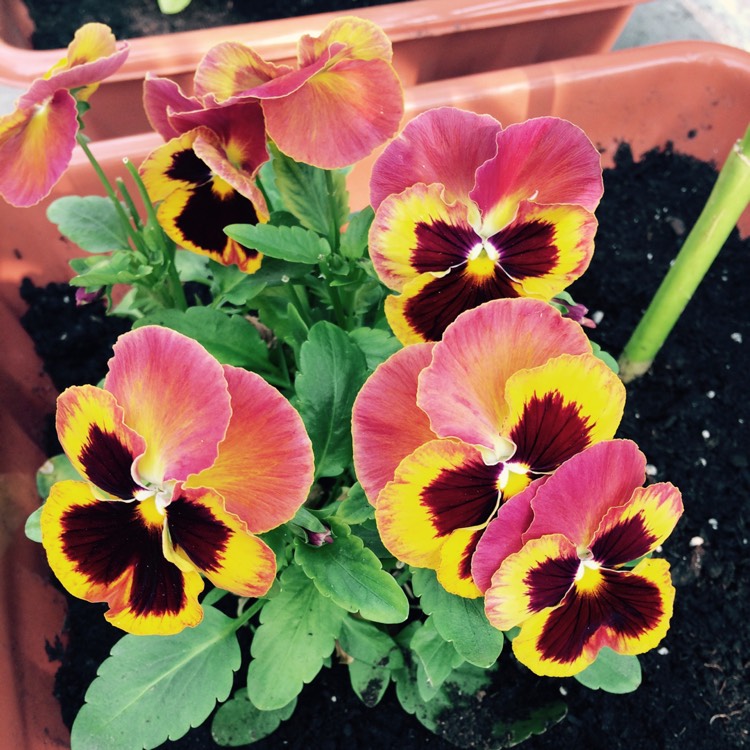 Plant image Viola x wittrockiana 'Matrix Solar Flare'