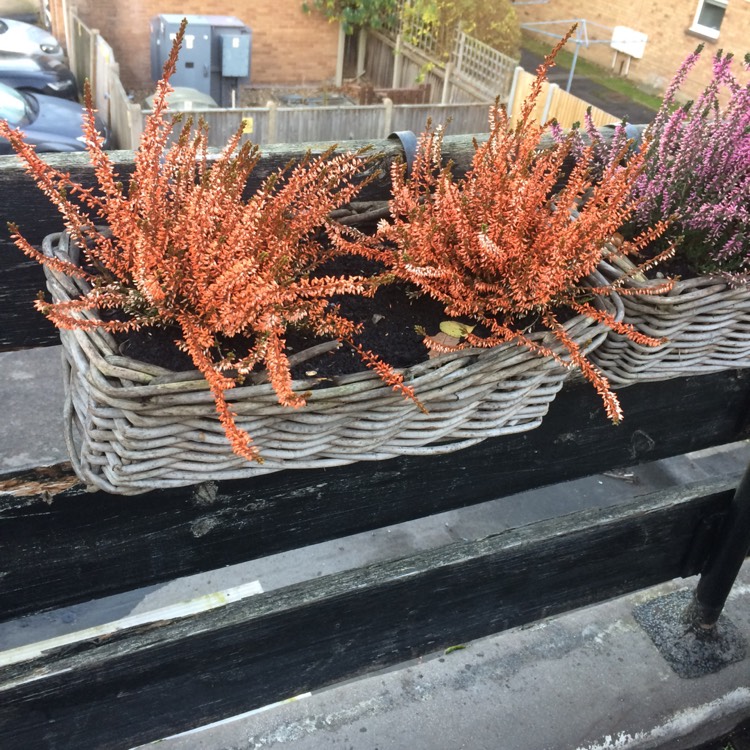 Plant image Calluna vulgaris 'Forest Fire'