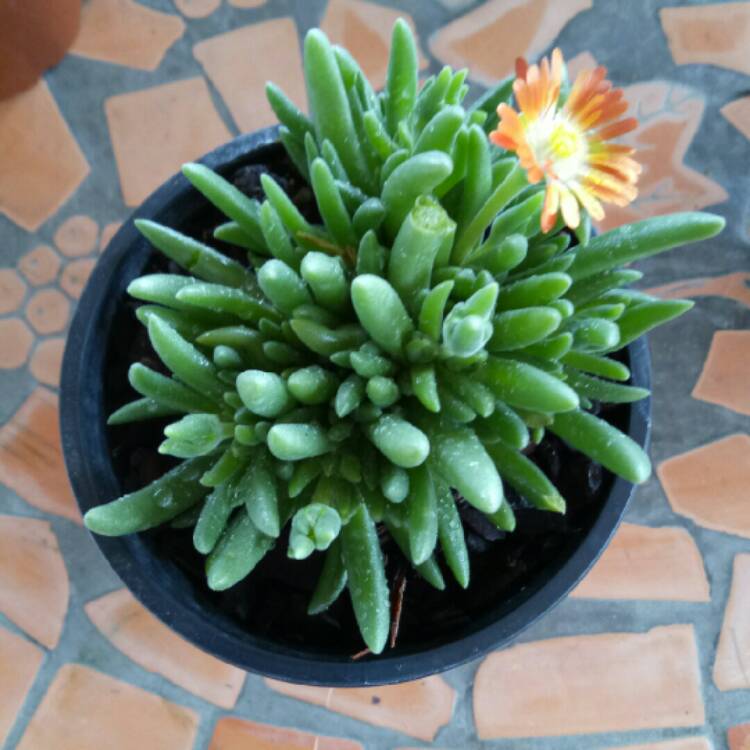 Plant image Drosanthemum Hispidum