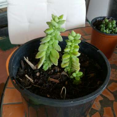 Sedeveria 'Giant Burro's Tail'