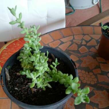 Common Ice Plant