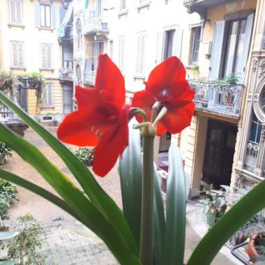 Hippeastrum