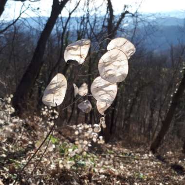 Lunaria annua