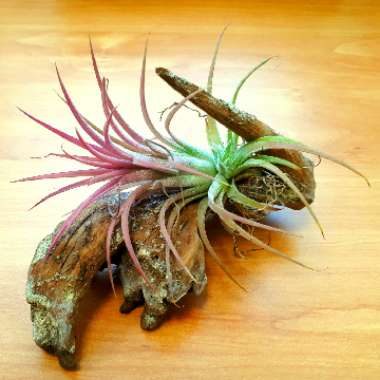 Airplant 'Fuego'