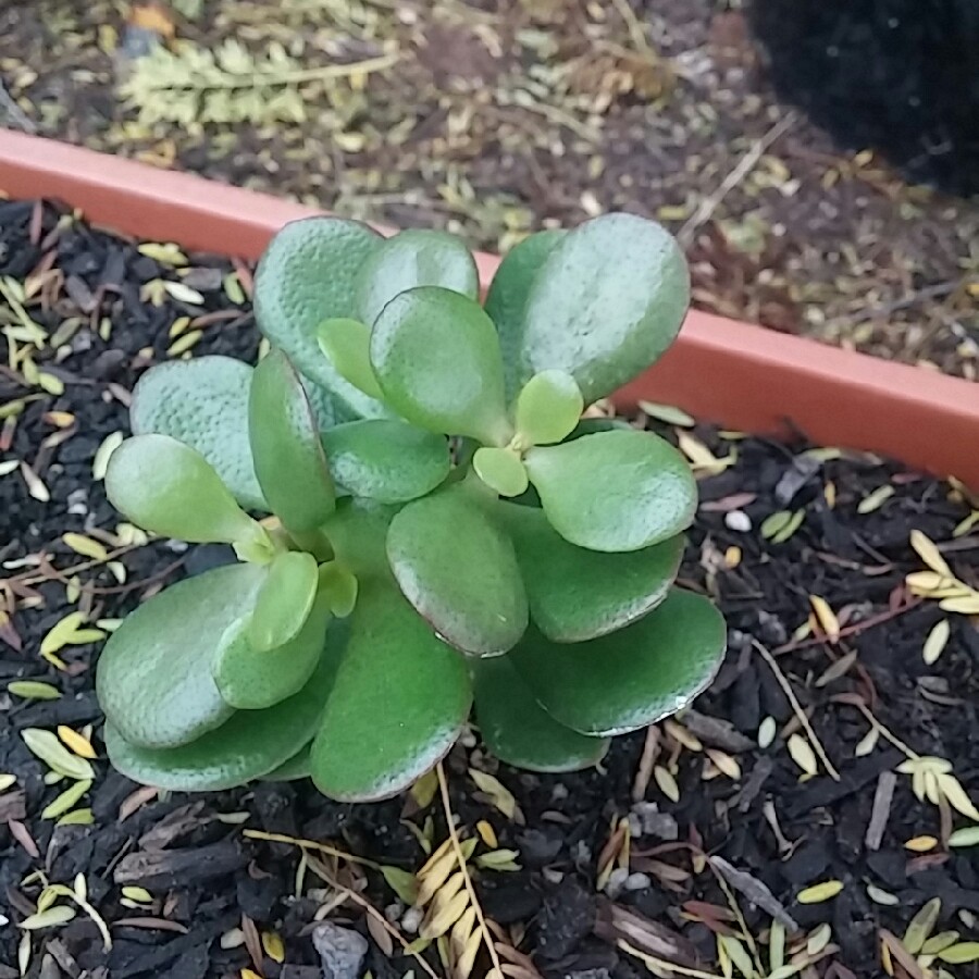 Crassula ovata Hobbit