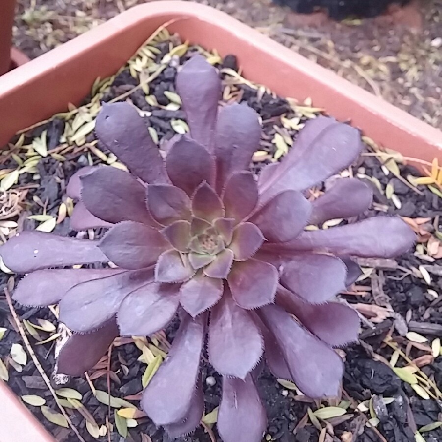 Plant image Aeonium Short Black