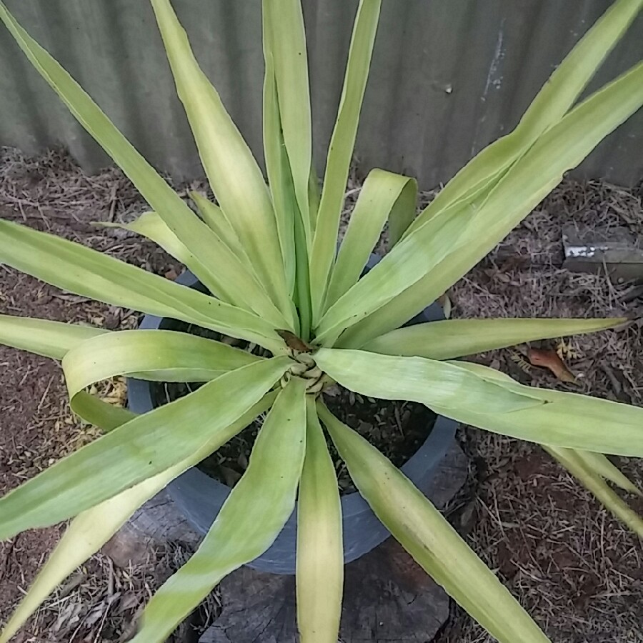 Plant image Yucca gloriosa 'Variegata'