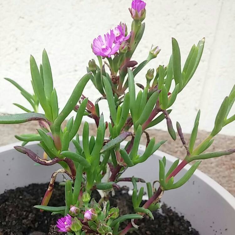 Plant image Mesembryanthemum bellidiformis 'Mauve Pigface' syn. Cleretum cuneifolium;Cleretum limpidum