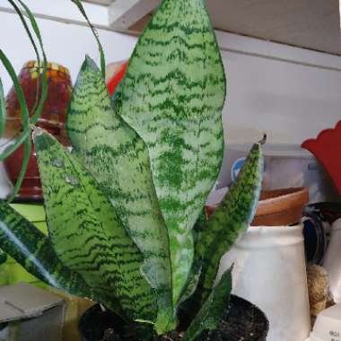 Snake Plant